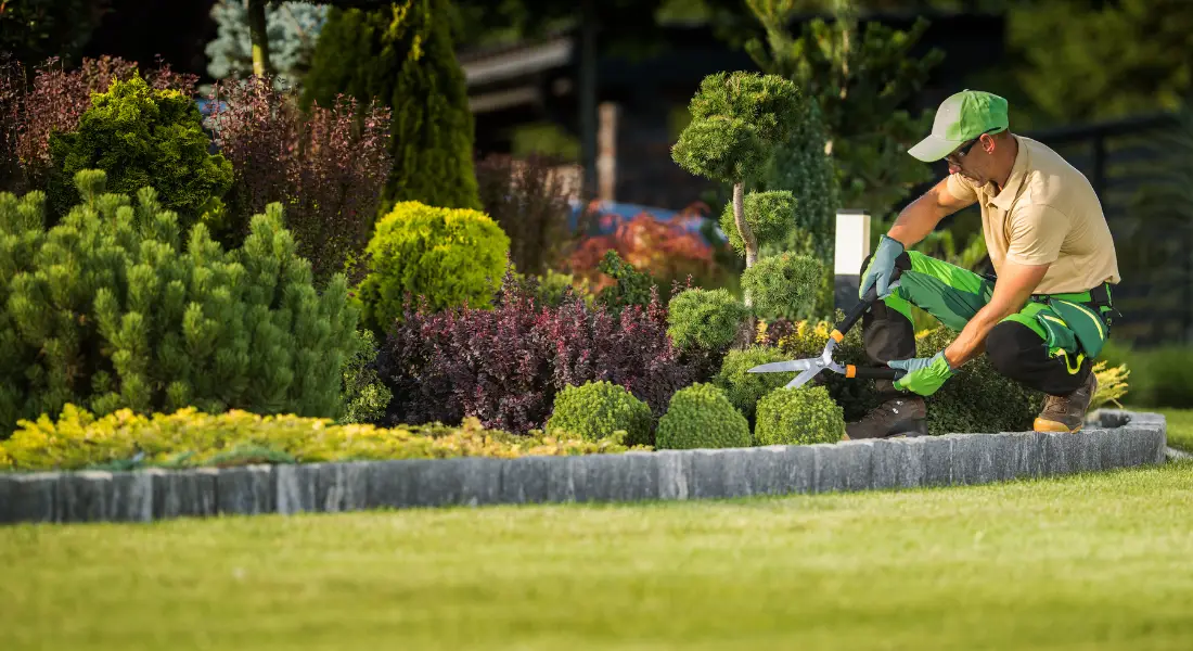 landscaper trimming decorative shrubs in a well maintained garden bed
