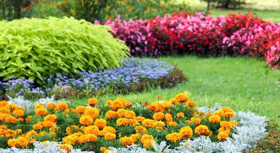 vibrant garden with colorful flower beds featuring yellow marigolds, purple asters, and pink begonias on a well maintained lawn